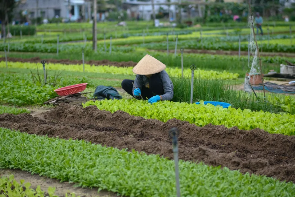 Vườn trước khi bón phân và phun thuốc — cây còi, lá vàng, sâu bệnh — sau