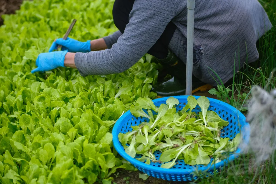 Vườn trước khi bón phân và phun thuốc — cây còi, lá vàng, sâu bệnh — trước
